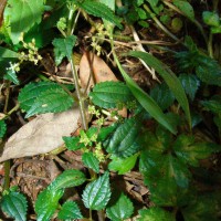 Pilea wightii Wedd.